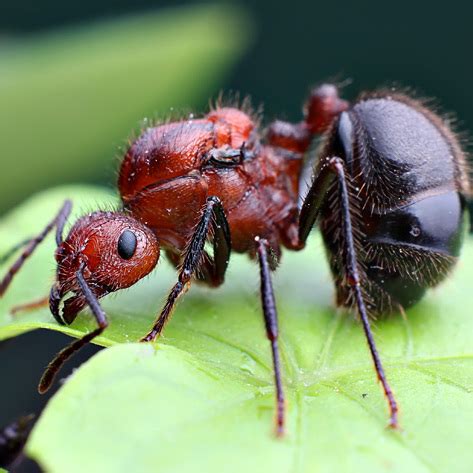 舊曆生日 褐色脊紅蟻